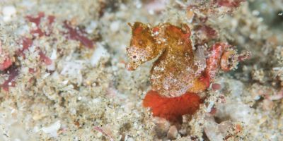 Africa’s first pygmy seahorse species