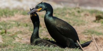 PhD Researcher Liz Morgan stars in BBC's Springwatch talking about her research into the foraging habits of Shags . Feature starts from 35.55
