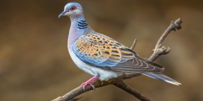Food and water stations for wild birds contributing to deadly disease spread