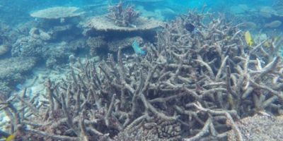 Urgent action to reduce sea temperatures is needed, as 2015-2016 saw record highs that triggered significant coral bleaching across the tropics and the Australian Great Barrier Reef.