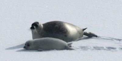 Research at Leeds investigates the impact of icebreakers on Caspian seal pup development.