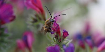 Bee on pink and purple flowers