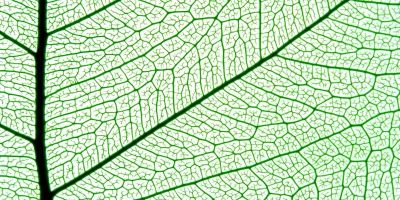 Close up of leaf