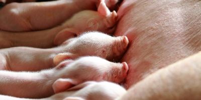 A FIELD trial which is intended to lead to improved productivity in the British pig industry is being led by a group of academics in West Yorkshire.