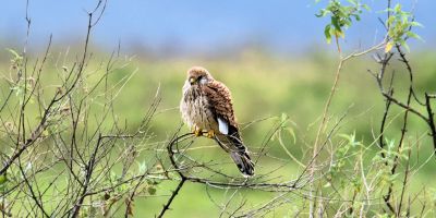 Lesser kestrel, photo credit: Allan Hopkins