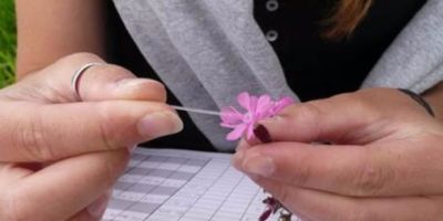 The first ever Britain-wide assessment of the value of wild flowers as food for pollinators shows that decreasing resources mirror the decline of pollinating insects.