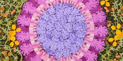 Illustration of Coronavirus by David S Goodsell