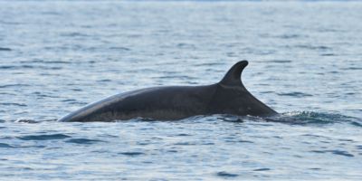 A minke whale swims off the Southern Moray Firth coastline