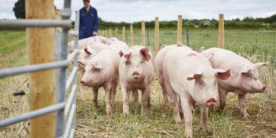 Yorkshire will soon become one of the best places in Europe for pig research, thanks to significant investment from the University of Leeds and the Government.