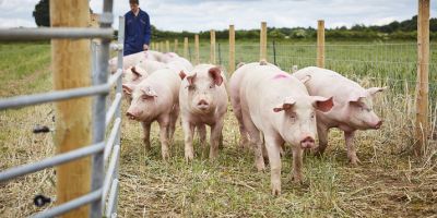 Group of pigs outside on farm