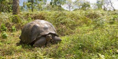 Dr Simon Goodman wins the inaugural Vice-Chancellor’s Impact Award for the Medicine and Biological Science Category - Biosecurity and sustainable tourism in the Galapagos Islands.