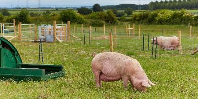 Leeds pig nutrition expert becomes BSAS president
