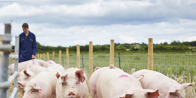 Pigs at University farm