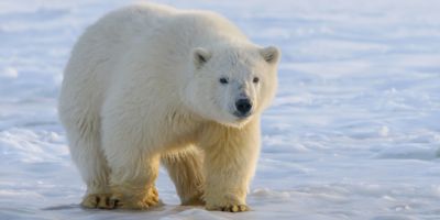 First polar bear to die of bird flu – what are the implications?