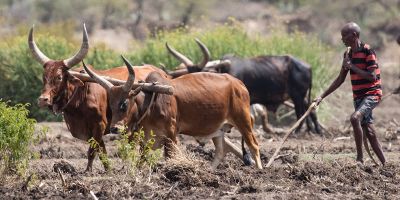 Farming cows in Ethiopia