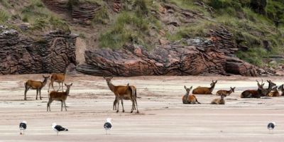 A group of red deer gather on a beach