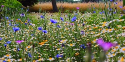 A Nature-published paper linking the loss of wild flowers with pollinator decline has won the 2017 RSPB Award for a scientific paper of high conservation importance.