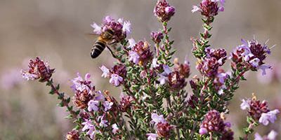 Bee pollinating in Africa