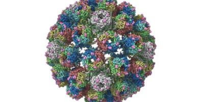 This structure affects kidney and bone marrow transplant patients, read more.