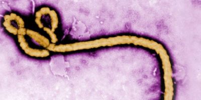 Scientists at the University of Leeds will run the equivalent of password cracking software to find the chemical keys to defeating the Ebola virus.