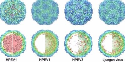 Scientists at the Universities of Leeds, York and Helsinki say they are a step closer to cracking what researchers have called the ‘Enigma code’ of the common cold virus.