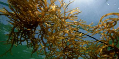 Brown seaweed floats in blue water.