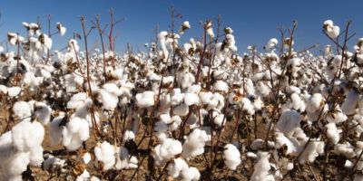 Professor Jurgen Denecke (Faculty of Biological Sciences) writes for The Conversation about genetic modification and genetic engineering in crops.