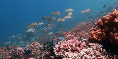 Many snapper and tropical fish swim near pink corals