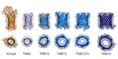 Structures of the transmembrane β-barrel proteins designed in this study. In each, different numbers of strands wrap around each other to create barrels with different pore sizes, that can be exploited to create new biosensors.