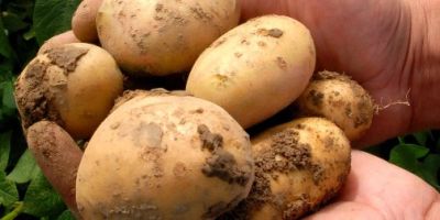 Researchers in the U.K. aim for a new commercial potato that resists many of the worst vulnerabilities of potato crops around the world.