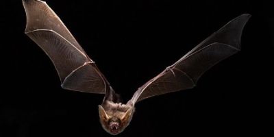 Scientists have identified part of the molecular mechanism that gives a long-lived bat species its extraordinary lifespan compared to other animals.