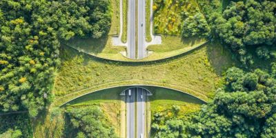Researchers warn of hidden risk of wildlife corridors