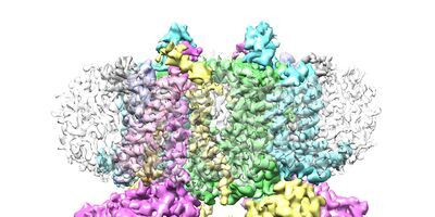 This image shows a cryo-electron microscope model of cytochrome b6f, a protein complex found in plant chloroplasts.