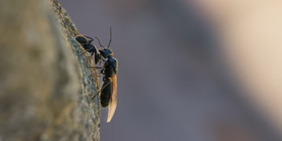 A black ant with wings beside another black ant on a rock