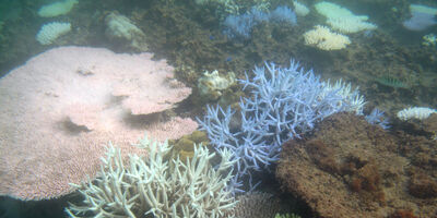 Coral bleaching