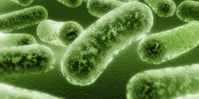 This is a stock image of green bacteria on a green background