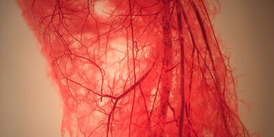 Blood vessels in human leg