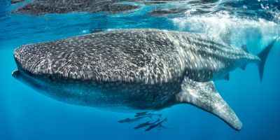 Whale shark pictured swimming in the sea