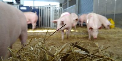 Pigs in the indoor facility