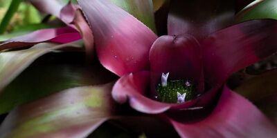 A Bromeliad plant