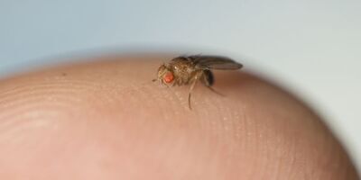 Fruit fly