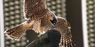 Peregrine falcon on University of Leeds building