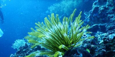 Green coral reef underwater