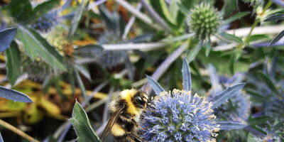 Bee on blue flower