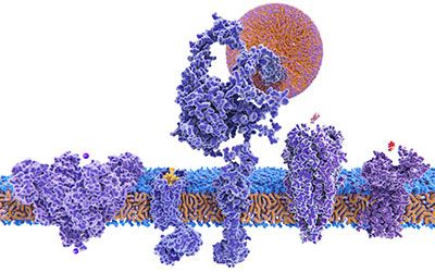 Membrane protein structural biology