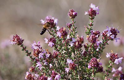 Insect Pollinators (Impact case study)