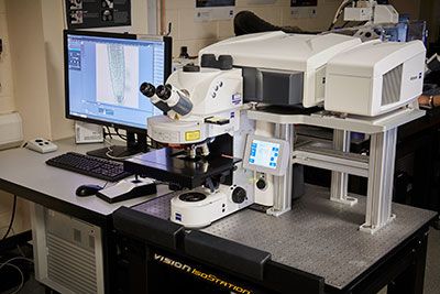 Zeiss LSM880 + Airyscan
Upright Microscope