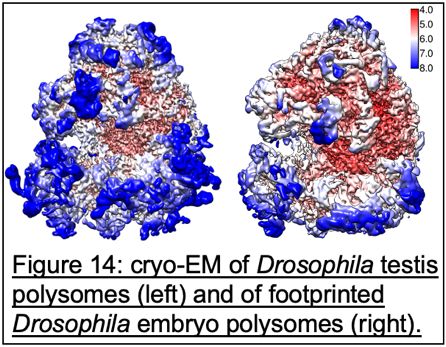 Assess how variations in ribosome composition structurally regulate translation