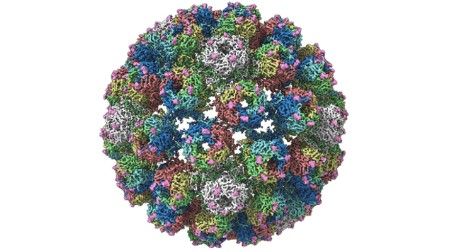 Research led by PHD student Dan Hurdiss created a structure of the BK Polyomavirus
