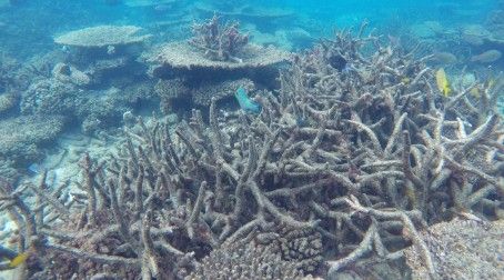 Global warming endangering Great Barrier Reef